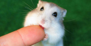 Hamster