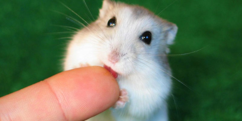 Hamster