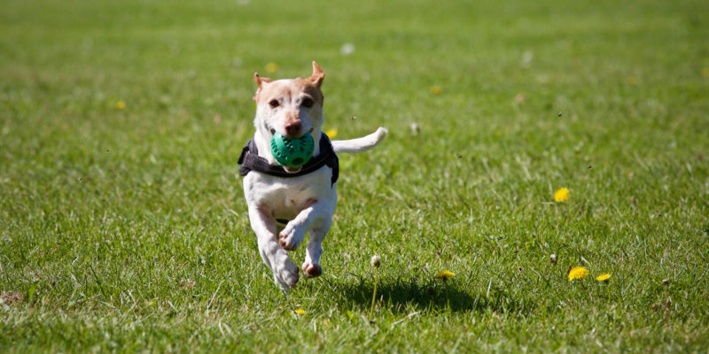 Perro con bola